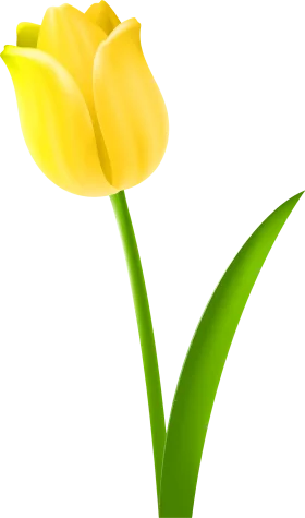 Sunshine Yellow Tulip Clipart - A Radiant Spring Botanical Illustration