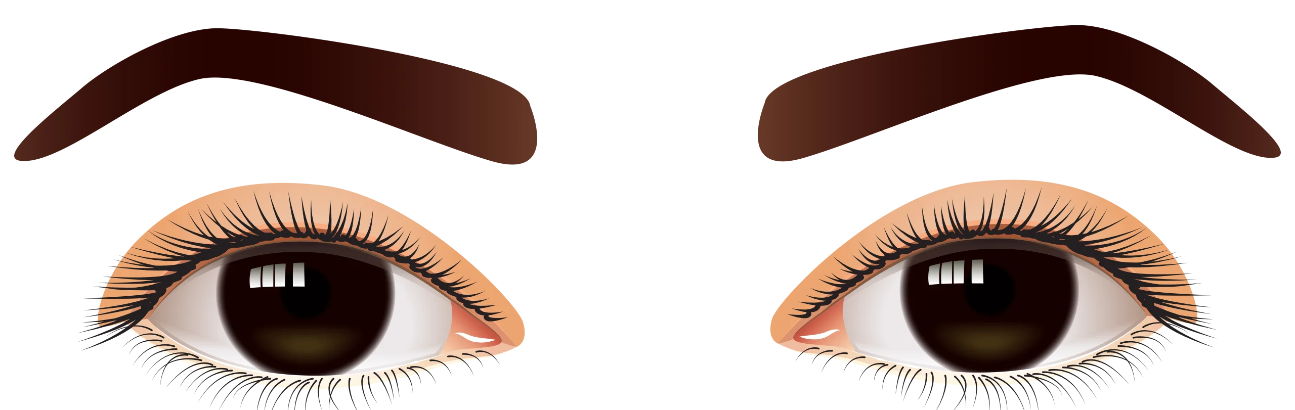 Realistic Brown Eyelash and Eyebrow Clipart Design with Soft Realistic Details