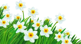 Cheerful Spring Daffodils Clipart: Blooming White and Yellow Flowers in Lush Green Grass