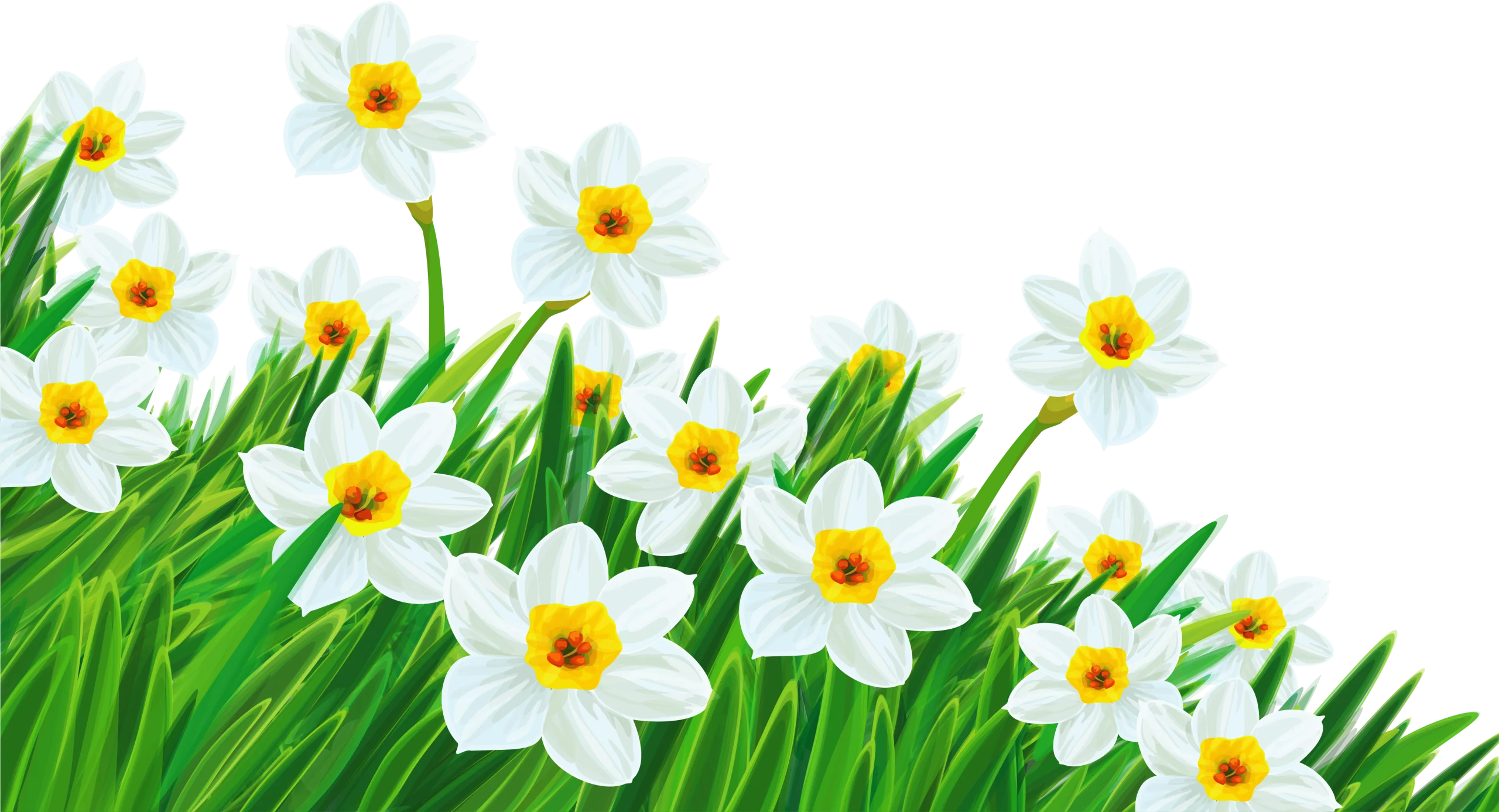 Cheerful Spring Daffodils Clipart: Blooming White and Yellow Flowers in Lush Green Grass
