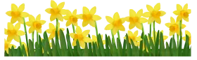 Cheerful Yellow Daffodils Spring Clipart Landscape Border Design