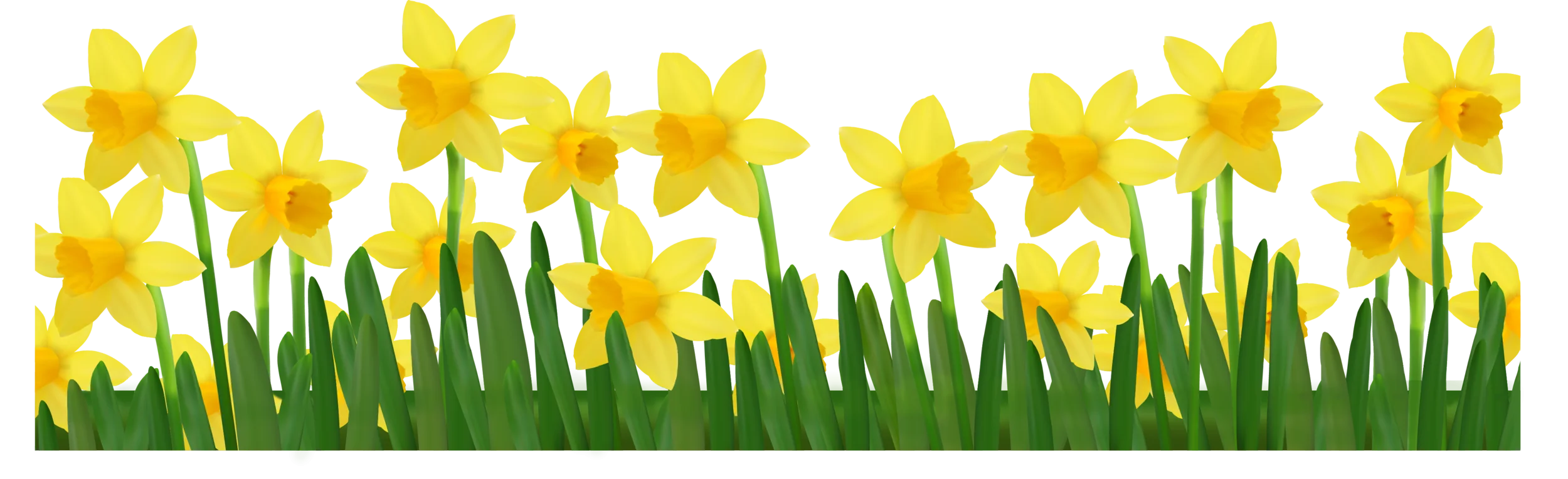 Cheerful Yellow Daffodils Spring Clipart Landscape Border Design