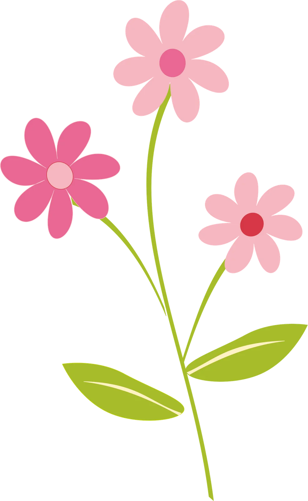 Delicate Pink Daisy Blossoms Spring Seasonal Botanical Clipart Illustration