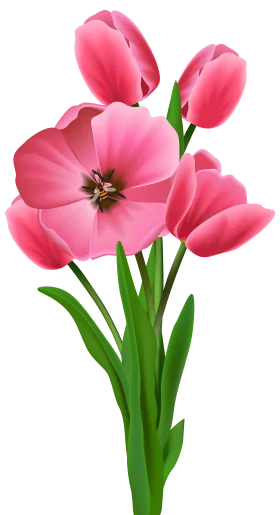 Delicate Pink Tulips Spring Bouquet Clipart with Soft Botanical Elegance