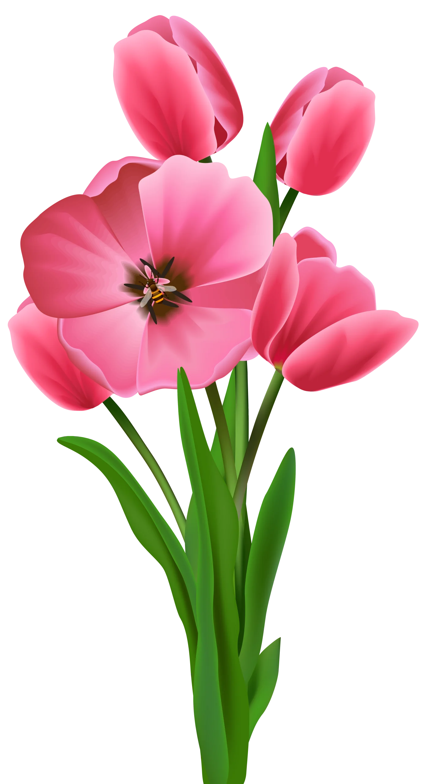Delicate Pink Tulips Spring Bouquet Clipart with Soft Botanical Elegance