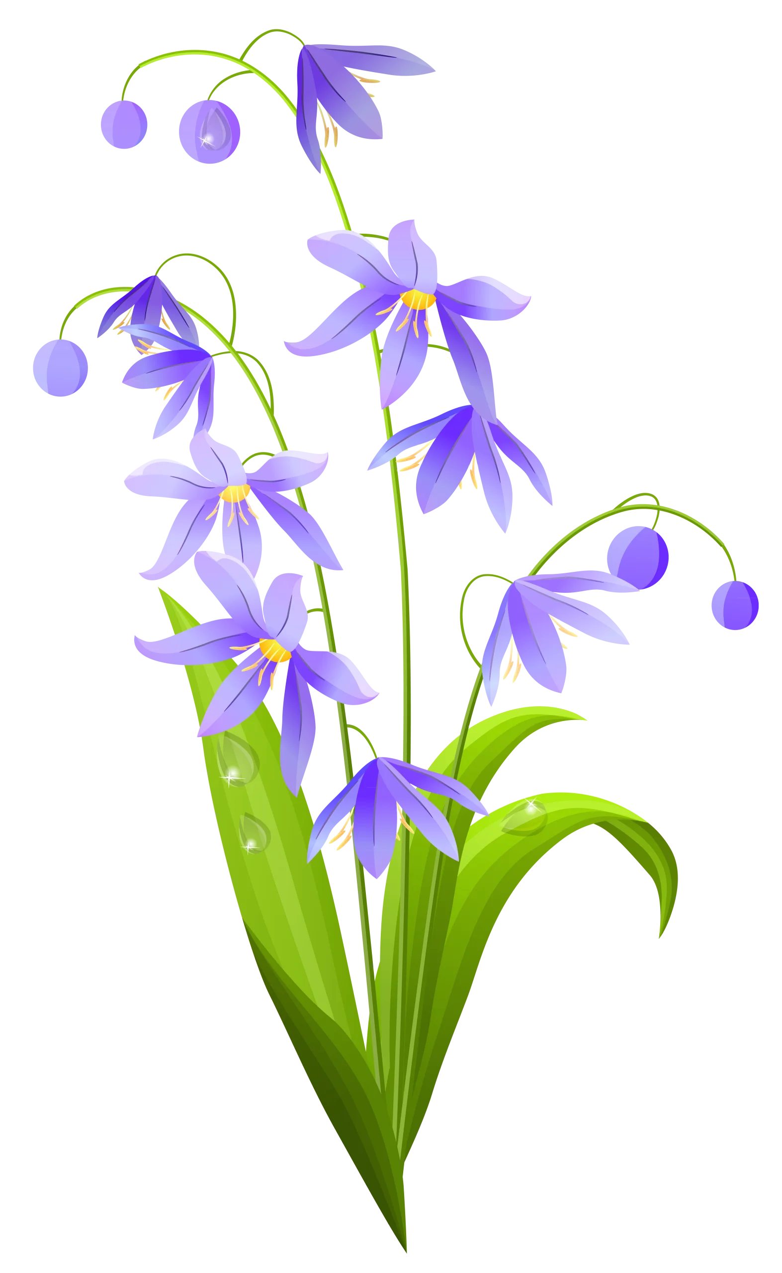 Elegant Bluebell Spring Flowers Delicate Nature Clipart Illustration