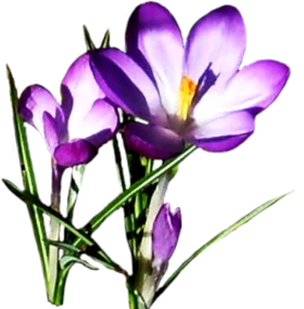 Elegant Purple Crocus Spring Flowers Delicate Nature Clipart Artwork