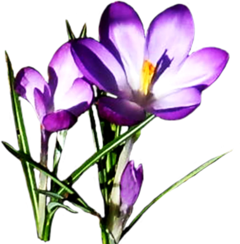 Elegant Purple Crocus Spring Flowers Delicate Nature Clipart Artwork