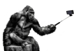 Black and White Gorilla Clipart: Primate Selfie Moment on Wooden Stump