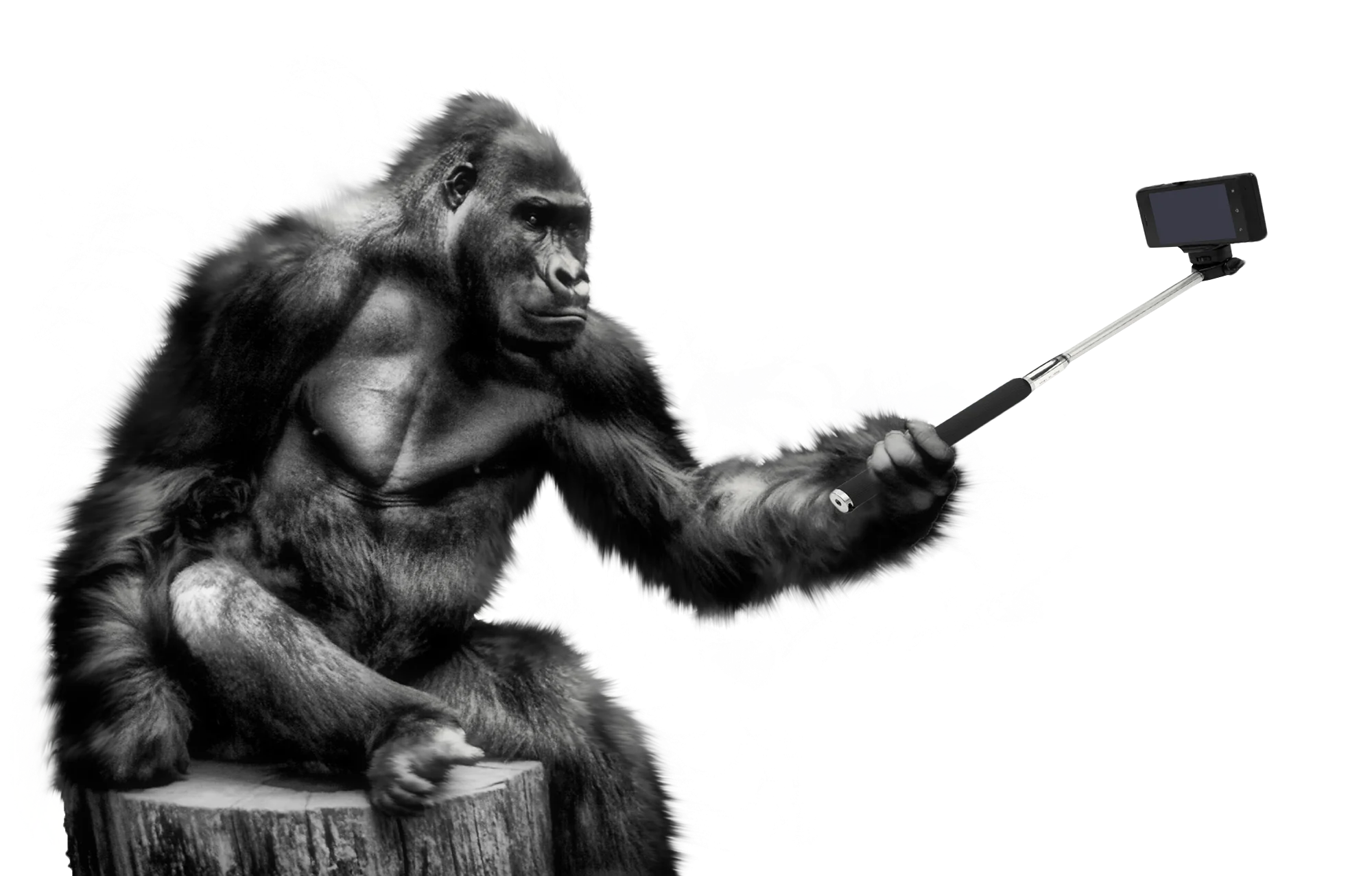 Black and White Gorilla Clipart: Primate Selfie Moment on Wooden Stump