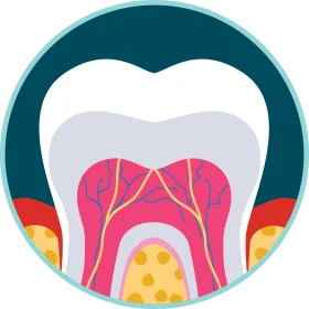 Detailed Cross-Section Dental Anatomy Clipart: Revealing Inner Tooth Structure