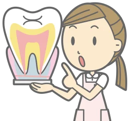 Friendly Dental Professional Explaining Tooth Anatomy with Detailed Clipart Illustration