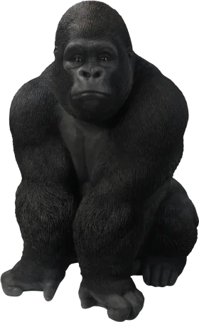 Majestic Black Gorilla Sitting Pose Realistic Animal Clipart Illustration