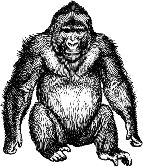 Monochrome Detailed Gorilla Clipart Illustration with Textured Fur and Muscular Build