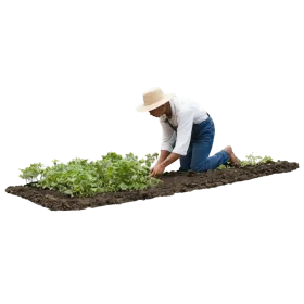 Agricultural Worker Tending Organic Garden Animation Scene