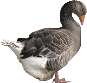 Detailed Grayscale Goose Clipart Illustration with Elegant Feather Texture