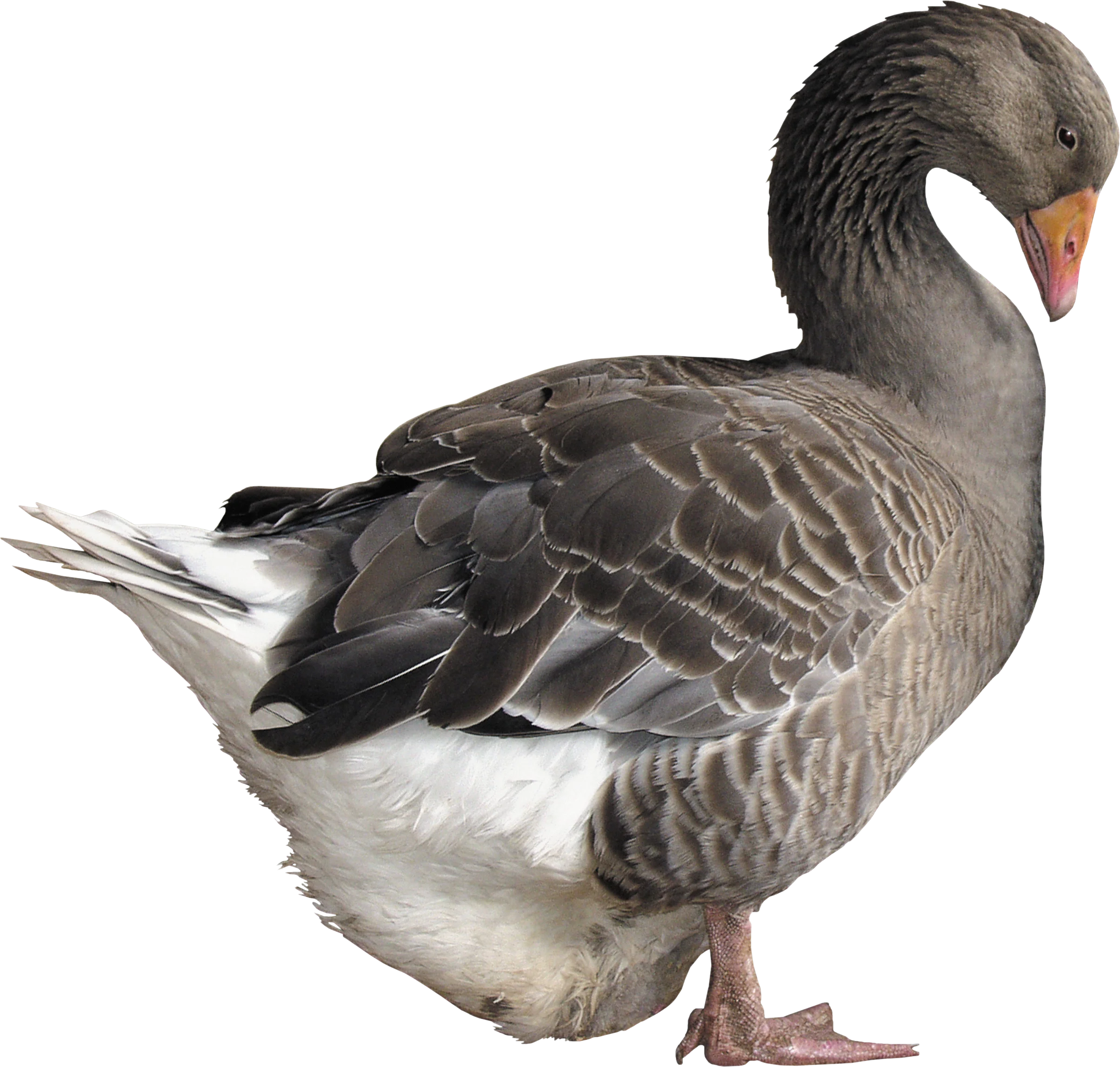 Detailed Grayscale Goose Clipart Illustration with Elegant Feather Texture