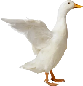 Elegant White Domestic Goose Clipart with Outstretched Wings on Clean Background