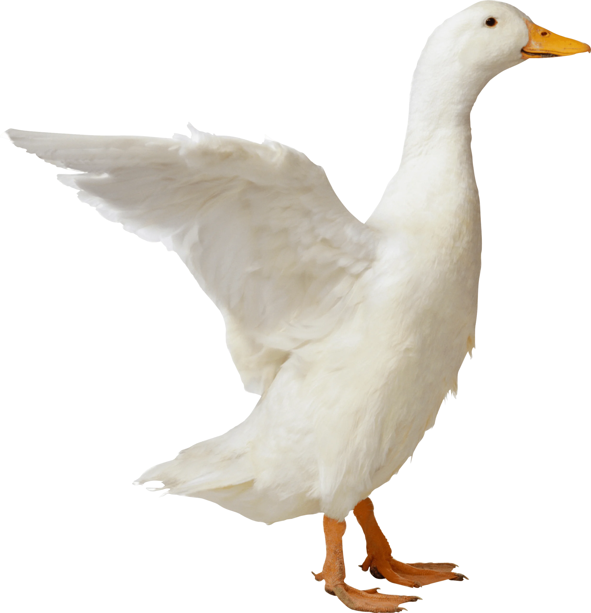 Elegant White Domestic Goose Clipart with Outstretched Wings on Clean Background