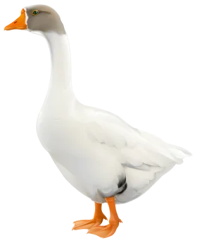 Elegant White Domestic Goose Clipart with Soft Gray Head and Bright Orange Beak