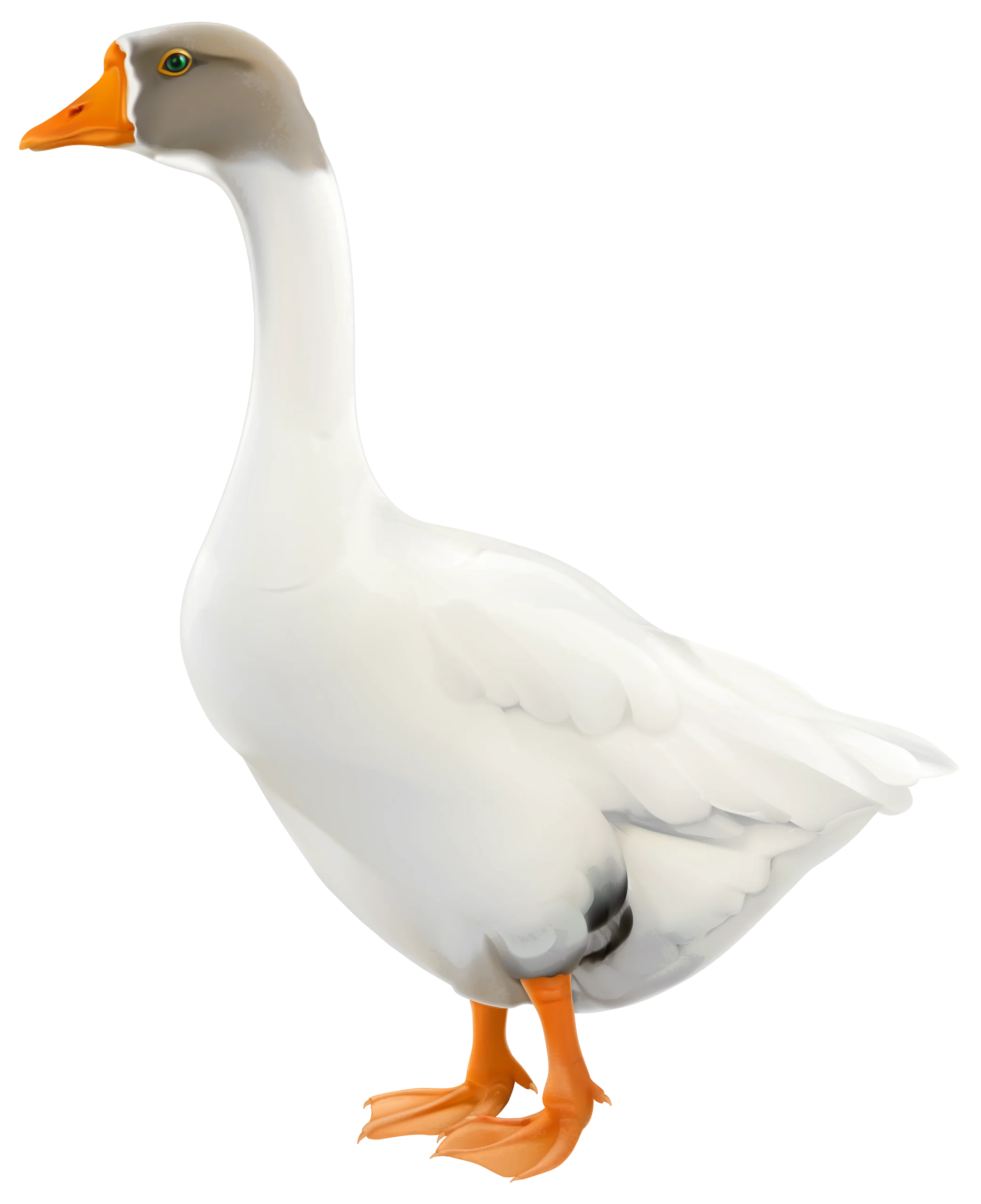 Elegant White Domestic Goose Clipart with Soft Gray Head and Bright Orange Beak