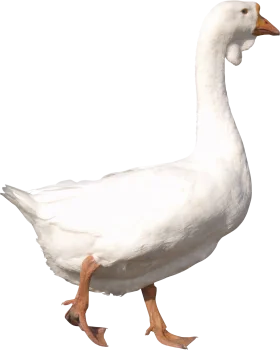 Elegant White Goose Walking Clipart with Soft Feathered Texture and Orange Feet
