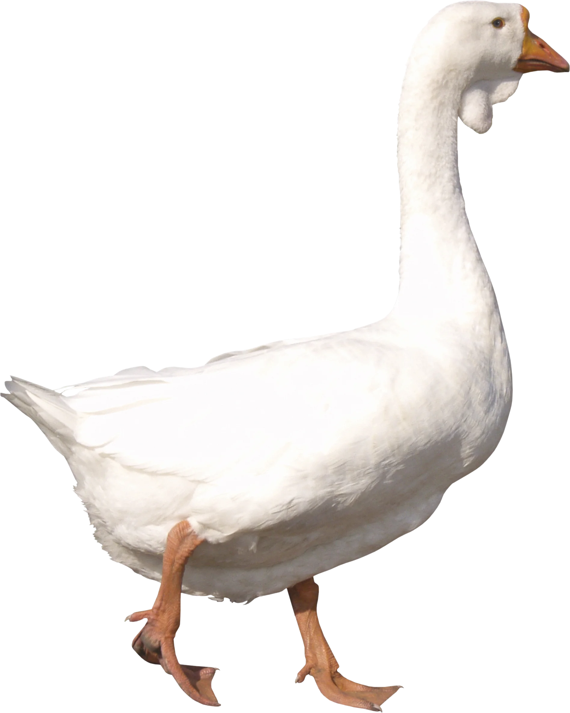 Elegant White Goose Walking Clipart with Soft Feathered Texture and Orange Feet