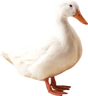 Elegant White Pekin Duck Clipart: Pristine Feathered Waterfowl Illustration