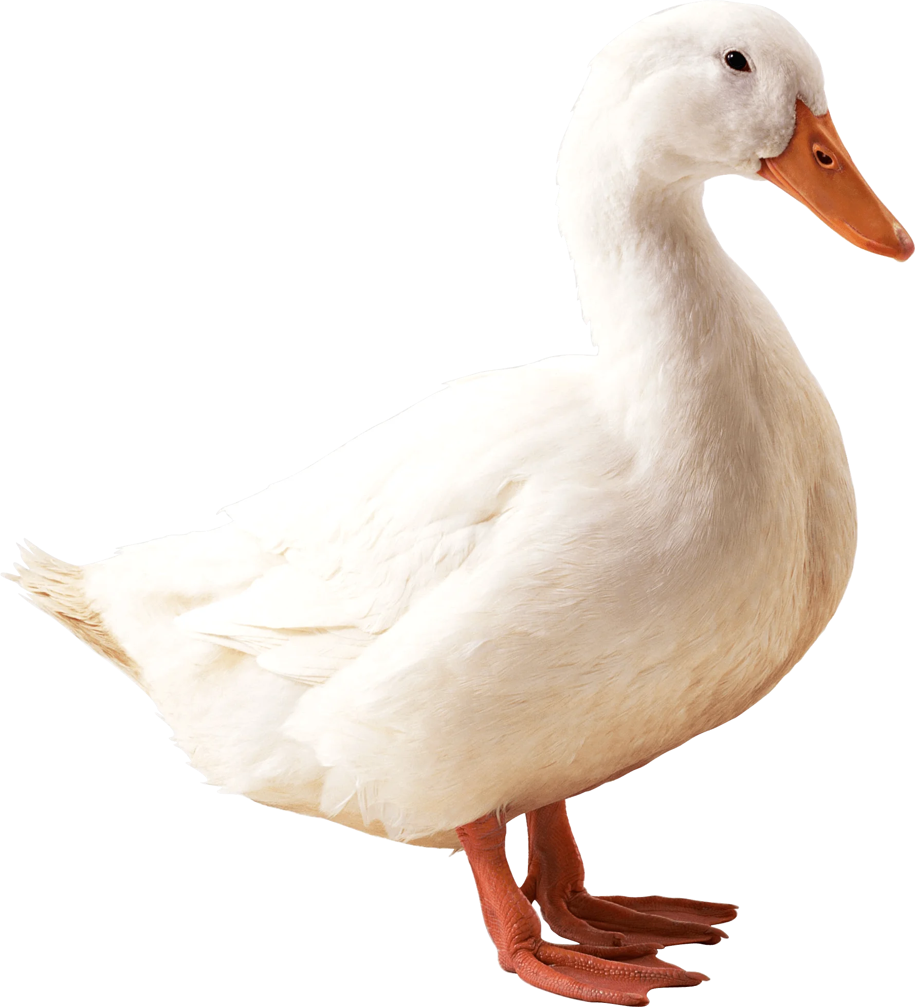 Elegant White Pekin Duck Clipart: Pristine Feathered Waterfowl Illustration