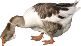 Realistic Grayscale Goose Clipart Illustration with Detailed Feather Texture