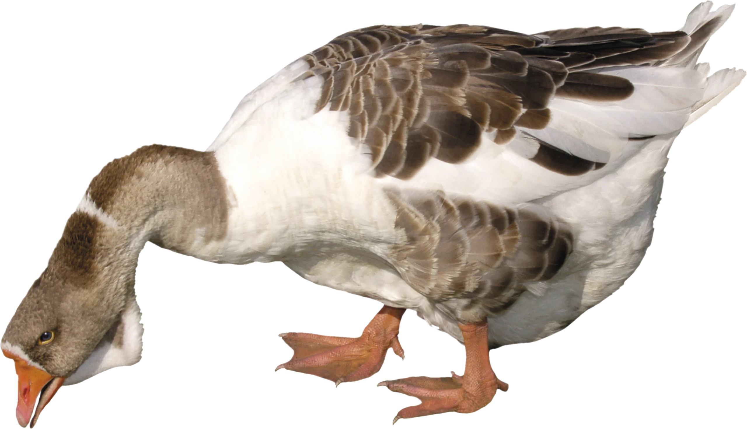Realistic Grayscale Goose Clipart Illustration with Detailed Feather Texture