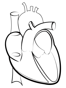 Minimalist Anatomical Heart and Vessel Outline Clipart Design