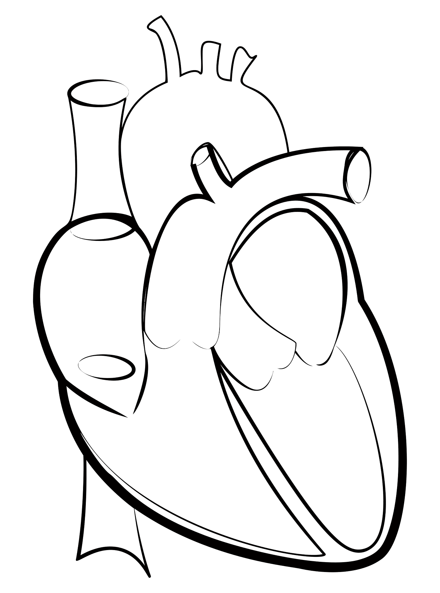 Minimalist Anatomical Heart and Vessel Outline Clipart Design