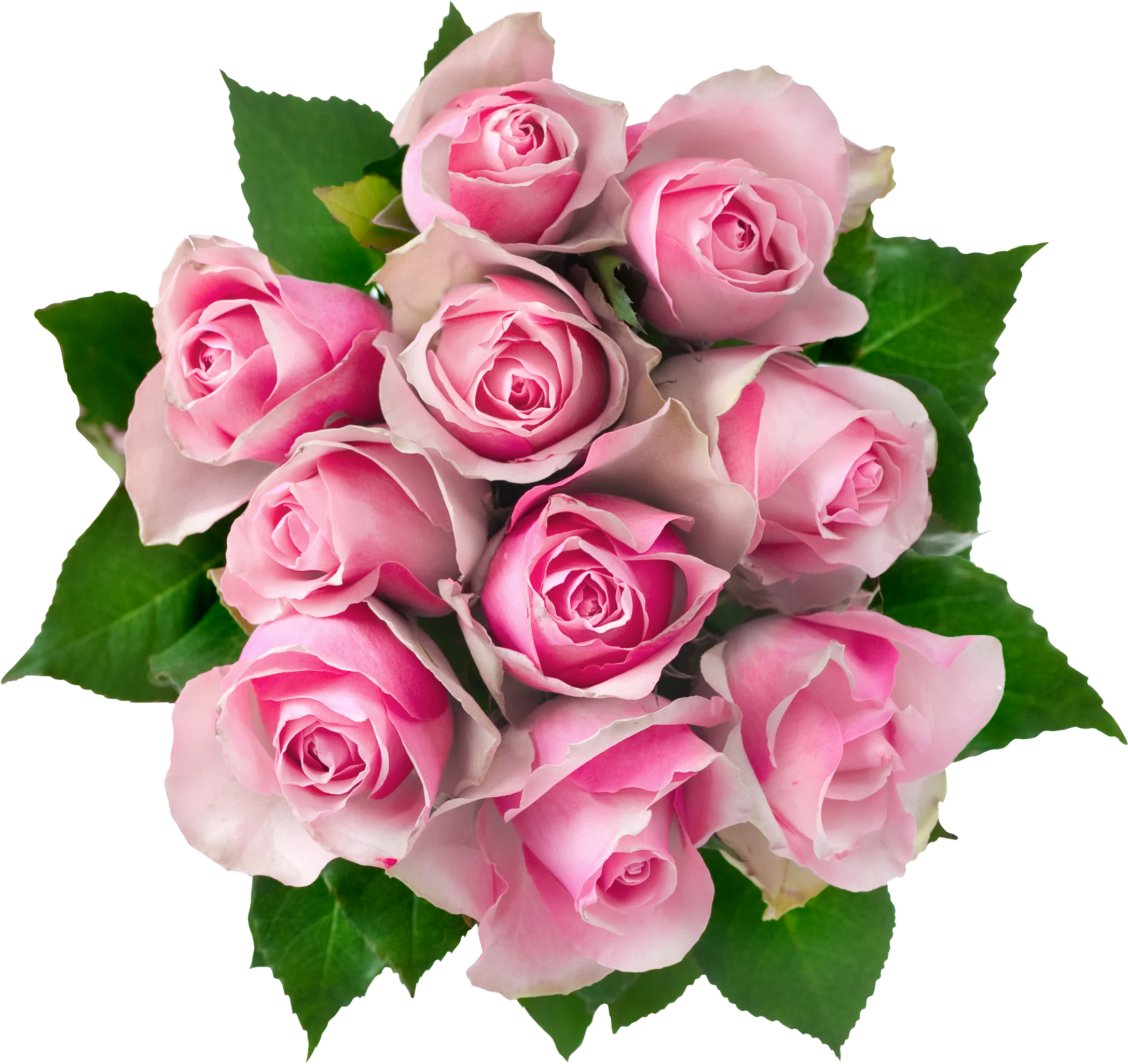 Delicate Pink Roses Animation: Soft Blossoming Bouquet Clipart Design