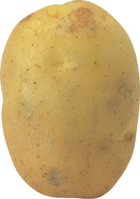 Rustic Yellow Potato Clipart: A Detailed Illustration of Agricultural Simplicity