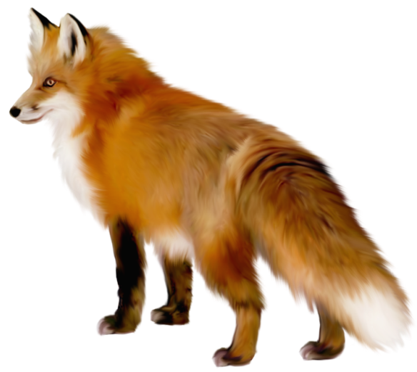 Transparent fox clipart 0