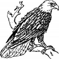 Bald eagle clip art free vector for free download about 8 free