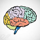 Brain learning clipart - Clipartix