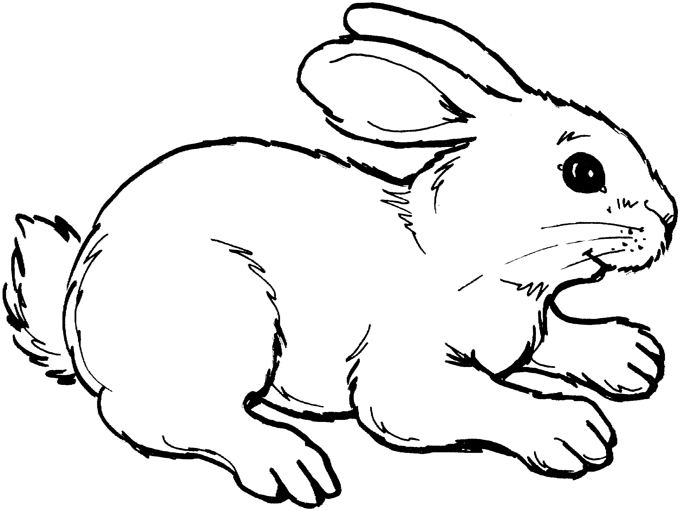 Bunny black and white rabbit clipart