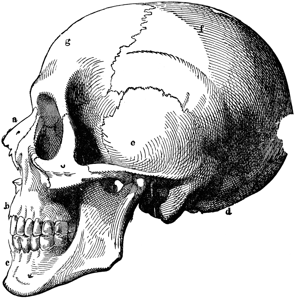 Cattle skull clipart image 0