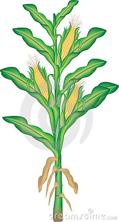 Corn clip art 4 image