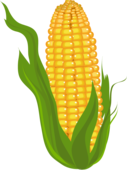 Corn Clipart Pictures – Clipartix