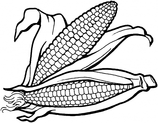 Corn clipart 3