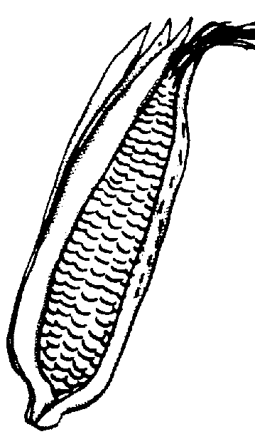 Corn clipart 5