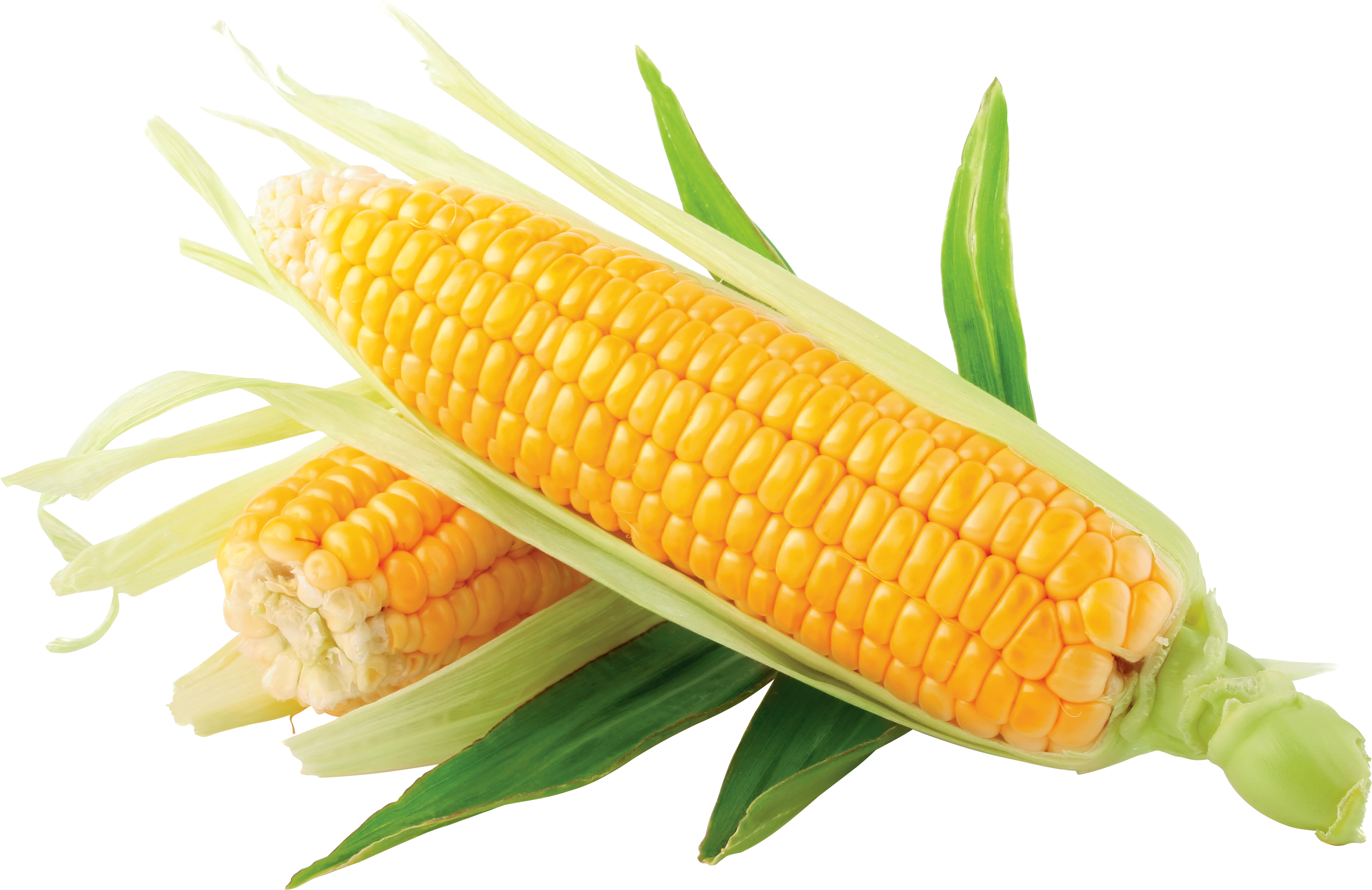 Corn images download yellow corn clip art clipartcow