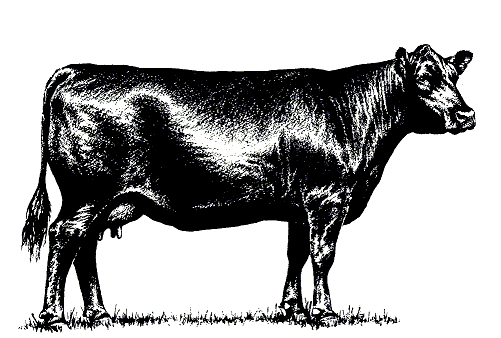 Cow american angus association angus screen savers and clip art
