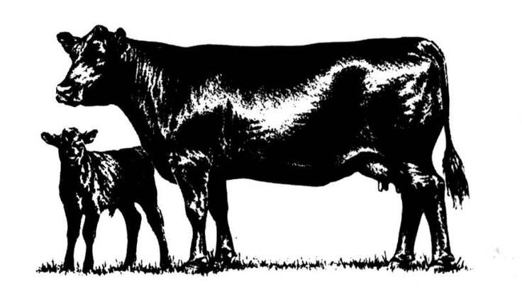Cow free angus clip art angus merchandise cattle clip