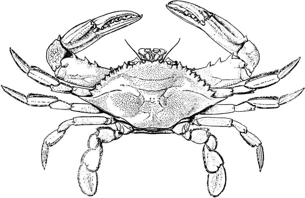 Crab clip art 6 clipartbold 2