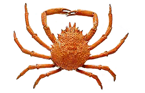Crab clipart free clipart images