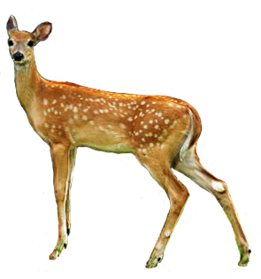 Deer clip art clipart clipartcow
